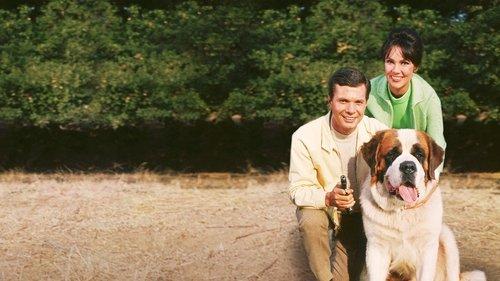 My Dog, the Thief filmas žiurėti online