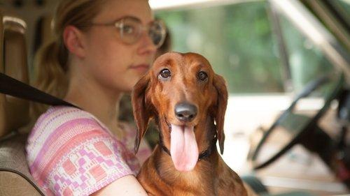 Wiener-Dog filmas žiurėti online