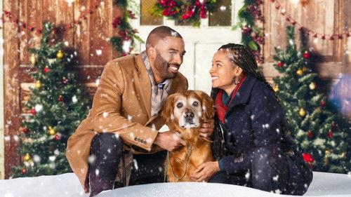 A Christmas Stray filmas žiurėti online
