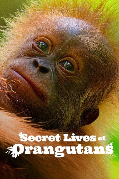 Secret Lives of Orangutans filmas online