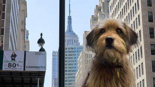 Benji filmas žiurėti online