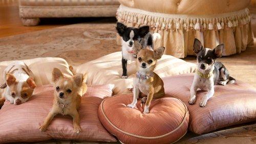Beverly Hills Chihuahua 2 filmas žiurėti online