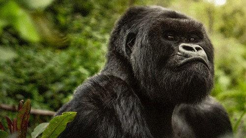 A Gorilla Story: Told by David Attenborough filmas žiurėti online