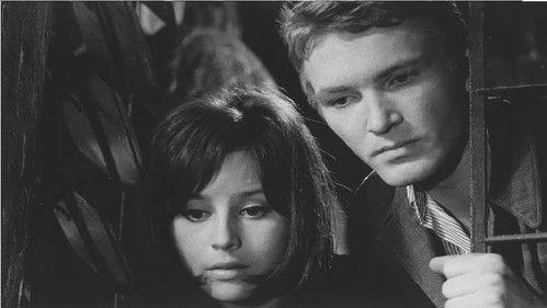 Saint Elizabeth Square filmas žiurėti online