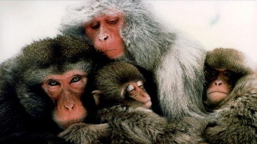 The Monkey Folk filmas žiurėti online