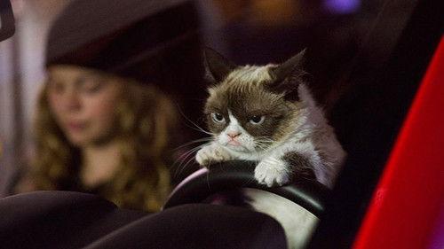 Grumpy Cat's Worst Christmas Ever filmas žiurėti online