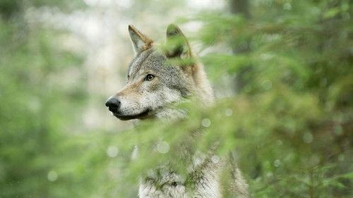 Wolf filmas žiurėti online