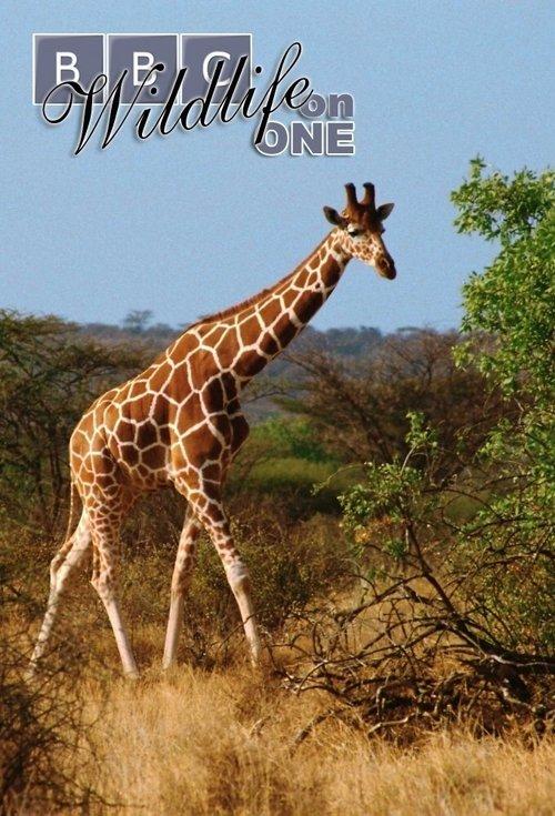 Wildlife on One filmas online