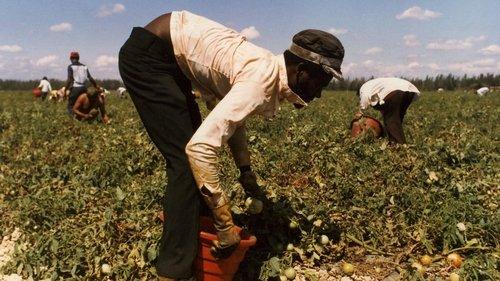 … And the Pursuit of Happiness filmas žiurėti online