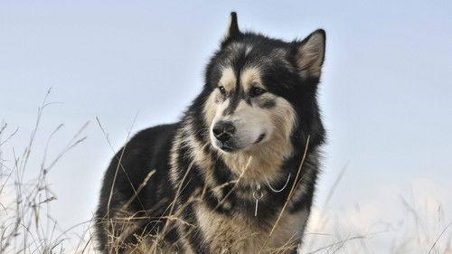 Against the Wild II: Survive the Serengeti filmas žiurėti online