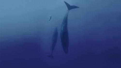 Freediver filmas žiurėti online