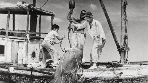 Tiburoneros filmas žiurėti online