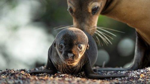 Sea Lions of the Galapagos filmas žiurėti online
