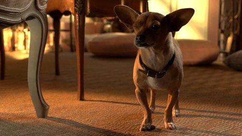Beverly Hills Chihuahua 3: Viva la Fiesta! filmas žiurėti online