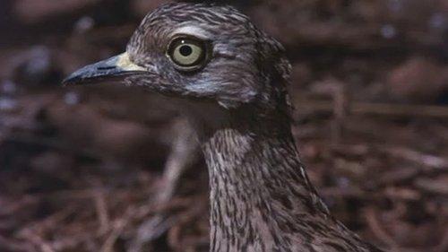 Animals Are Beautiful People filmas žiurėti online