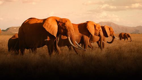 The Elephant Queen filmas žiurėti online