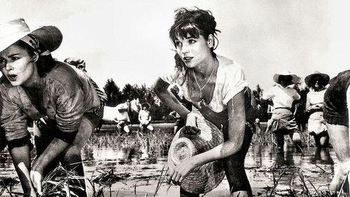 Rice Girl filmas žiurėti online