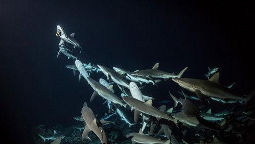 700 Sharks filmas žiurėti online