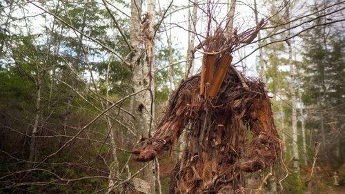 The Stickman's Hollow filmas žiurėti online