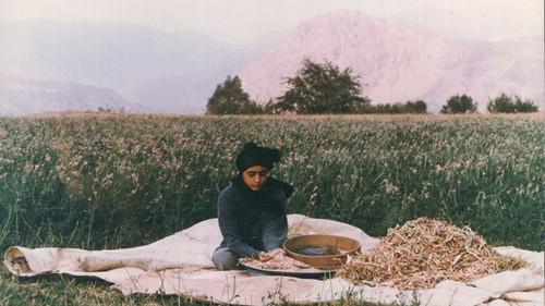 The Pear Tree filmas žiurėti online