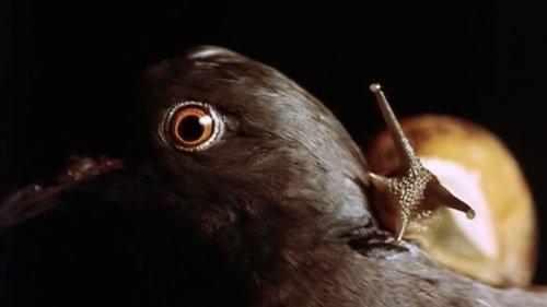 Angustia filmas žiurėti online