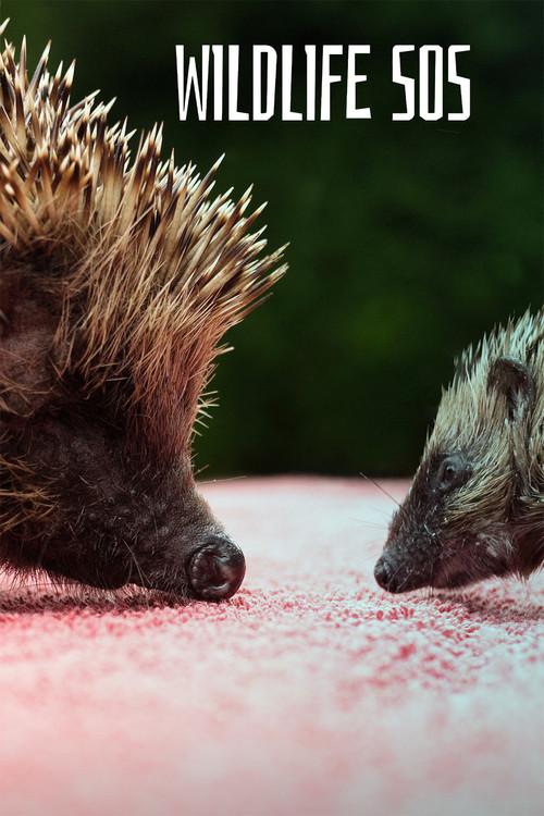 Wildlife SOS filmas online