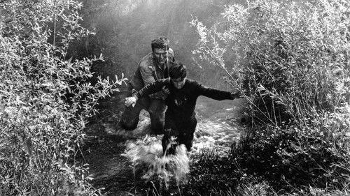 Don't Look Back, My Son filmas žiurėti online