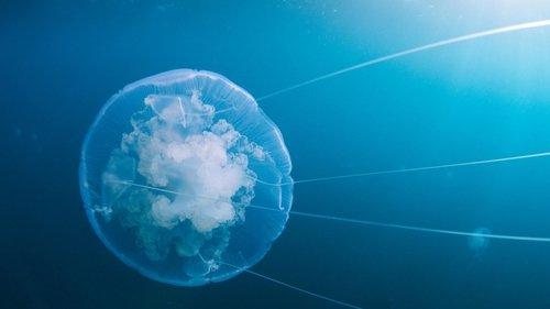 Voyage of Time: Life's Journey filmas žiurėti online