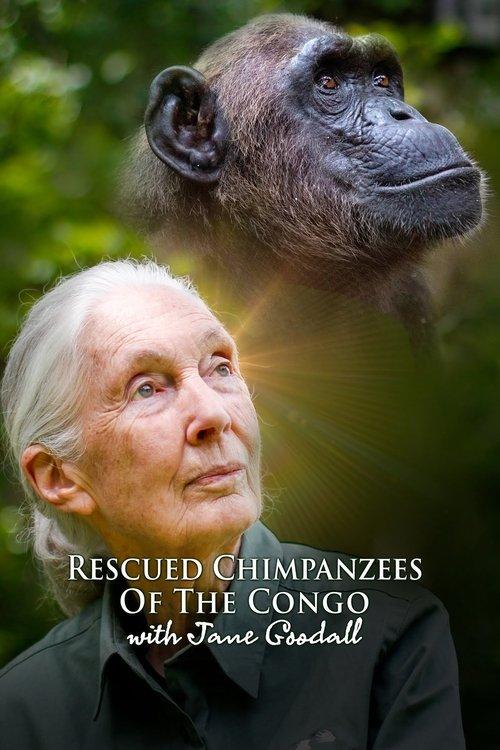 Rescued Chimpanzees of the Congo with Jane Goodall filmas online