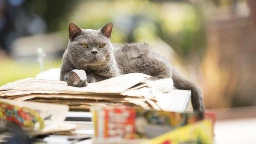 Murder of a Cat filmas žiurėti online