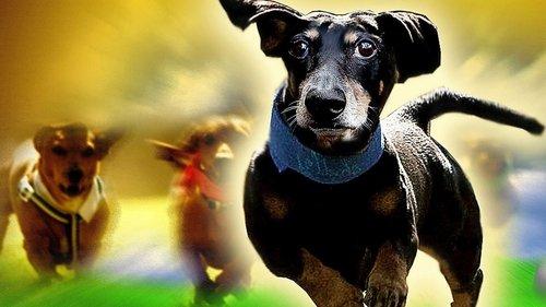 Wiener Dog Nationals filmas žiurėti online