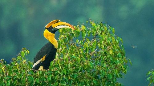 Nilgiris - A Shared Wilderness filmas žiurėti online