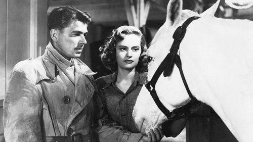 Stallion Road filmas žiurėti online