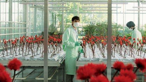 Laimės gėlelė filmas žiurėti online