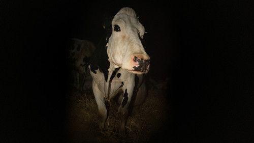 Cow filmas žiurėti online