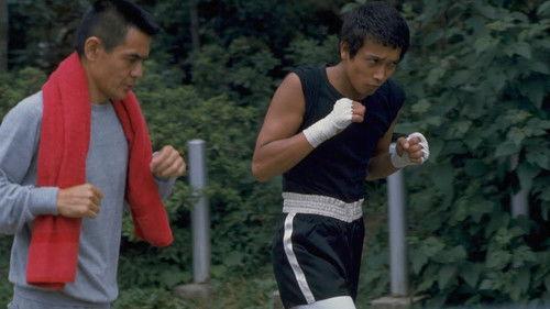 Boxer filmas žiurėti online