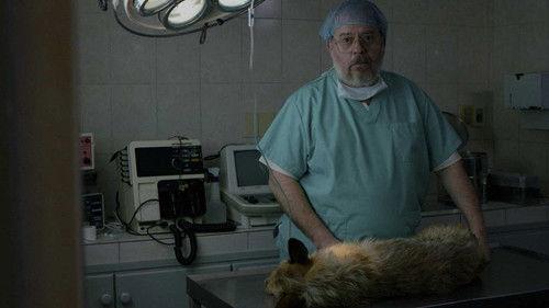 A Dog's Death filmas žiurėti online