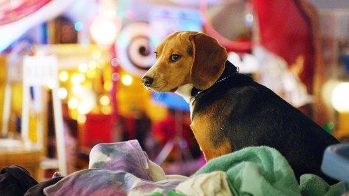 Shelby: The Dog Who Saved Christmas filmas žiurėti online
