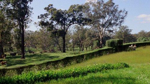 My Brilliant Career filmas žiurėti online