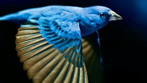 The Messenger filmas žiurėti online