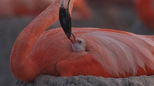 Flamingos: La vida después del meteorito filmas žiurėti online