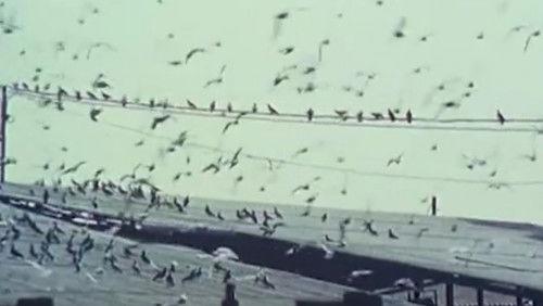 No Names on the Doors filmas žiurėti online