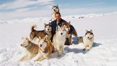 Eight Below filmas žiurėti online