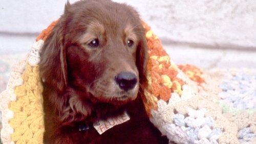 Flukas filmas žiurėti online