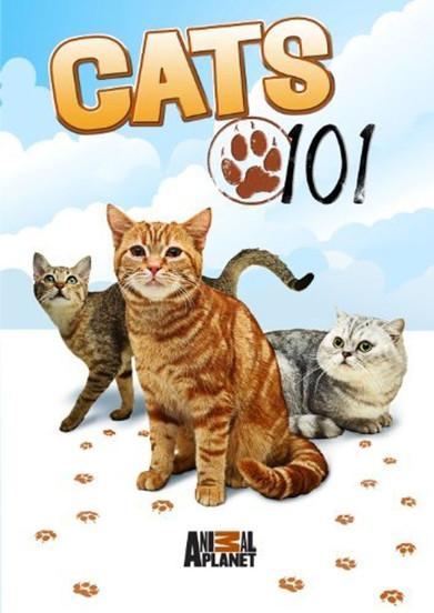 Cats 101 filmas online