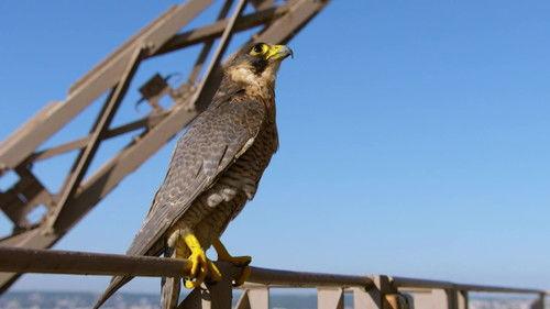 Paris: A Wild Story filmas žiurėti online