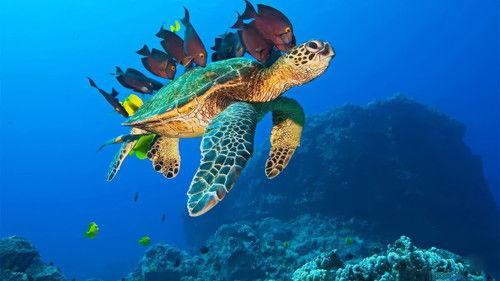 OceanWorld 3D filmas žiurėti online