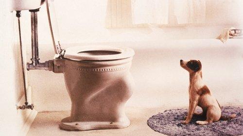 Šuo Skipas filmas žiurėti online