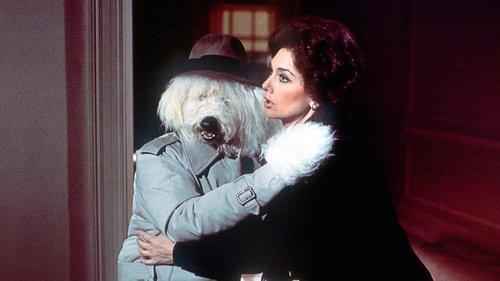 The Shaggy D.A. filmas žiurėti online