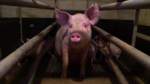 Pignorant filmas žiurėti online